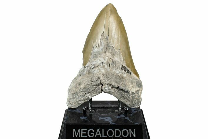 Serrated, Fossil Megalodon Tooth - North Carolina #347040
